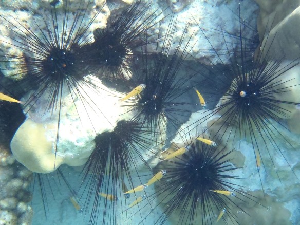 Fish hiding in the Urchins
